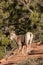 Young Desert Bighorn Sheep