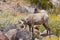 Young Desert Bighorn Sheep in Anza Borrego Desert.