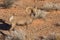 Young Desert Bighorn Sheep Ram