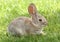 Young Desert Cottontail Rabbit