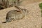 Young Desert Cottontail Rabbits