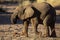 Young desert elephant of Namibia