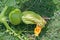 YOUNG DEVELOPING PUMPKIN AND FLOWER