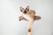 Young Devon Rex male kitten is sitting on it`s scratching post. Lifestyle natural light photo. Cat is feeling happy and relaxed,