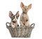 Young Devon rex in a wicker basket