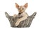 Young Devon rex in a wicker basket isolated on white
