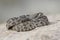 Young diamondback rattlesnake basking on rock