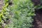 Young dill on a garden bed . Green juicy and tender dill. Macro