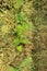 young dill plant breaks through the mulch