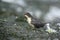 A young dipper.