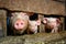 Young dirt piglet are feeding on farms pig. Pigs portrait