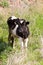 Young dirty bull grazing on grass in the village