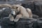 Young Dirty Polar Bear on a Rock