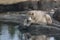 Young Dirty Polar Bear on a Rock