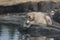 Young Dirty Polar Bear on a Rock