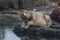 Young Dirty Polar Bear on a Rock