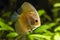 Young discus fish