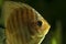 Young discus fish