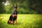 The young doberman posing. Cute dobermann dog, color grading generative ai, playing outdoors