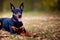 The young doberman posing. Cute dobermann dog, color grading generative ai, playing outdoors