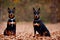 The young doberman posing. Cute dobermann dog, color grading generative ai, playing outdoors