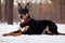 The young doberman posing. Cute dobermann dog, color grading generative ai, playing outdoors