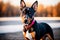 The young doberman posing. Cute dobermann dog, color grading generative ai, playing outdoors