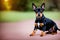 The young doberman posing. Cute dobermann dog, color grading generative ai, playing outdoors