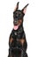 Young Doberman on white background