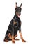 Young Doberman on white background