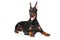 Young Doberman on white background