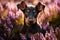 Young Dobermann dog sitting in purple heather flower field