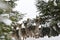 Young doe, female deer, standing in the forest during a snowfall