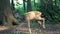 Young doe in a forest. Roe deer, Capreolus capreolus.