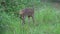 Young doe in a grass field. Roe deer, Capreolus capreolus.