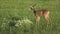 Young doe in a grass field. Roe deer, Capreolus capreolus.