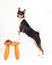 Young dog of african basenji breed of tricolor color black and orange standing on chair while training obedience