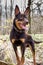 A young dog of the Australian kelpie breed plays in the forest