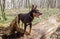 A young dog of the Australian kelpie breed plays in the forest