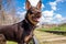 A young dog of the Australian kelpie breed plays in the forest