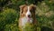 Young dog of Australian Shepherd breed of chocolate color sits in rapeseed field