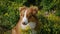 Young dog of Australian Shepherd breed of chocolate color sits in rapeseed field