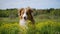 Young dog of Australian Shepherd breed of chocolate color sits in rapeseed field