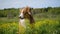 Young dog of Australian Shepherd breed of chocolate color sits in rapeseed field