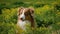 Young dog of Australian Shepherd breed of chocolate color sits in rapeseed field