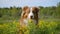 Young dog of Australian Shepherd breed of chocolate color sits in rapeseed field