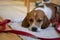 A young dog of the Beagle breed on a leash lies on the mat at the feet of the hostess indoors, selective focus. Concept: four-legg