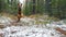 A young dog breed Airedale Terrier runs through the autumn forest covered with a thin layer of snow.