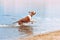 A young dog of the breed American Staffordshire Terrier runs with a cane in his teeth in the water