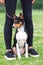 The young dog breed Basenji sits in Park on green the grass between legs girls